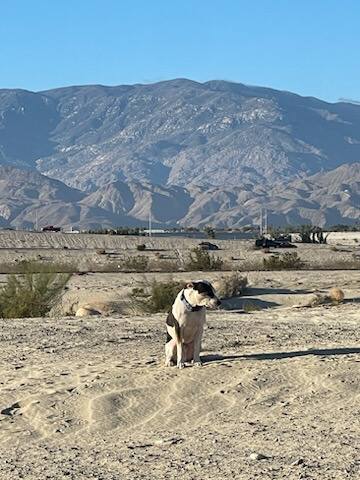 Animal rescue officers sit and wait in desert until frightened dog trusted them enough to accept help
