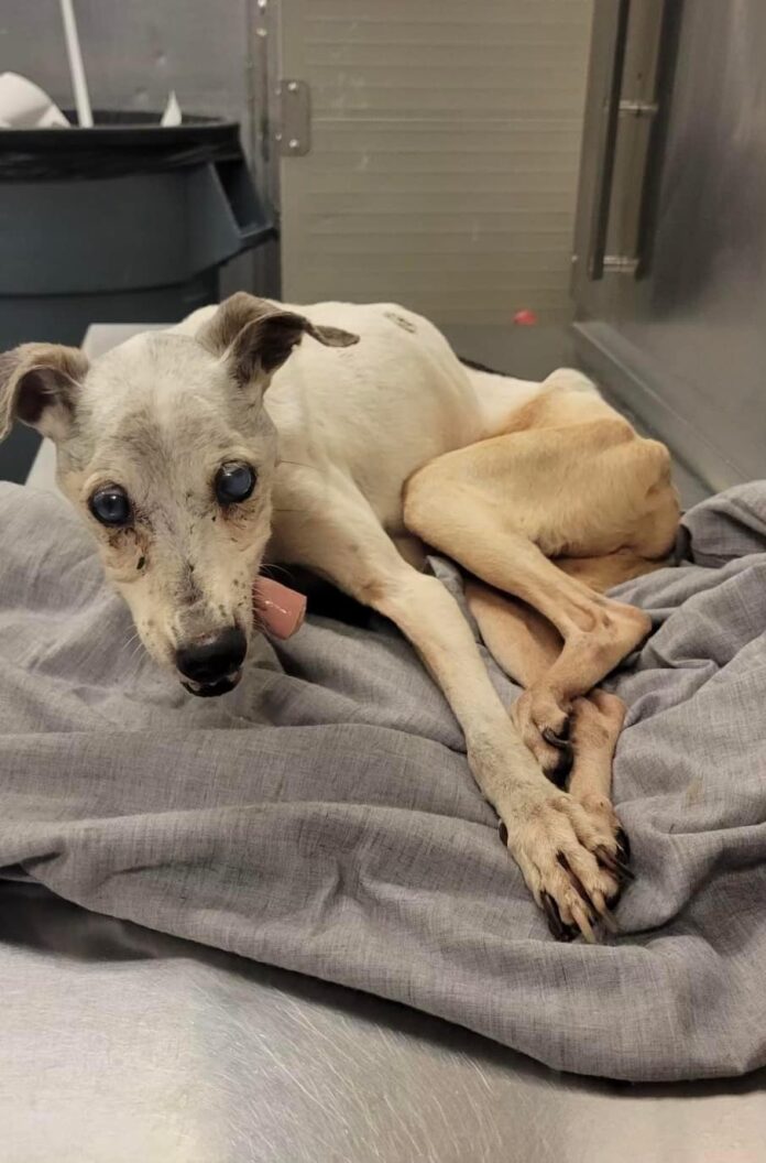 Emaciated senior survived on street until he could no longer walk: Needs emergency rescue
