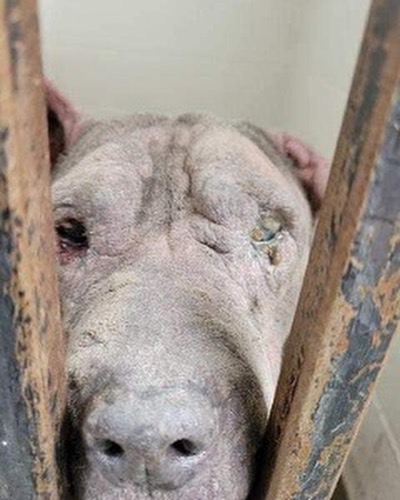 Dog has been failed so many times but now enjoys exploring and belly rubs