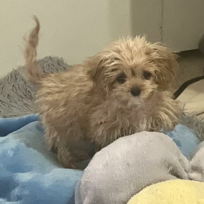 Tiny puppy Sweetpea who stole the Puppy Bowl 2024 show died from deformed kidney