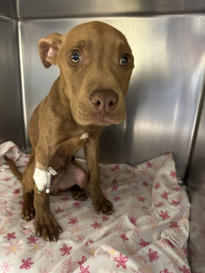 Heartbreaking: Vulnerable puppy left wrapped in towel at Pennsylvania rescue suffering serious virus