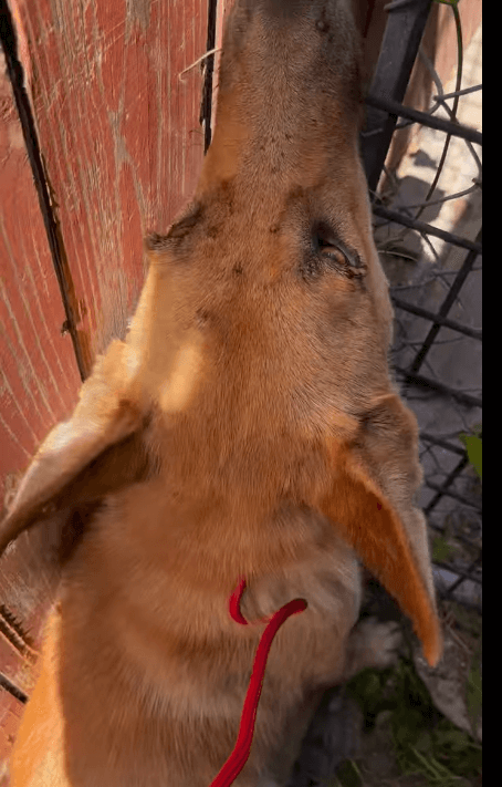 Hundreds of ticks removed from starving shepherd rescued near Los Angeles