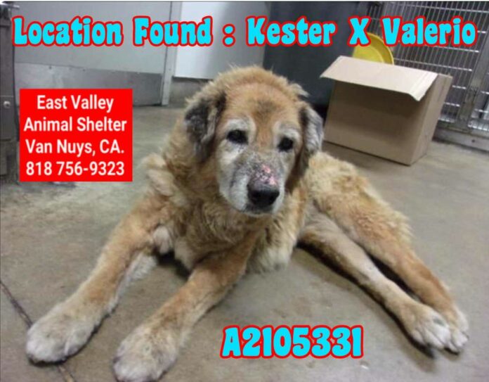 Abandoned and left a stray at 16 years old sweet pup begs for a soft bed to live out her life