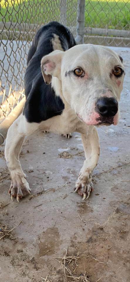 Neglected victim of hoarding case had been left in a crate to suffer