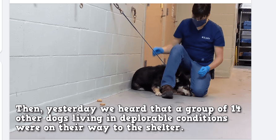 tacoma-humane-1