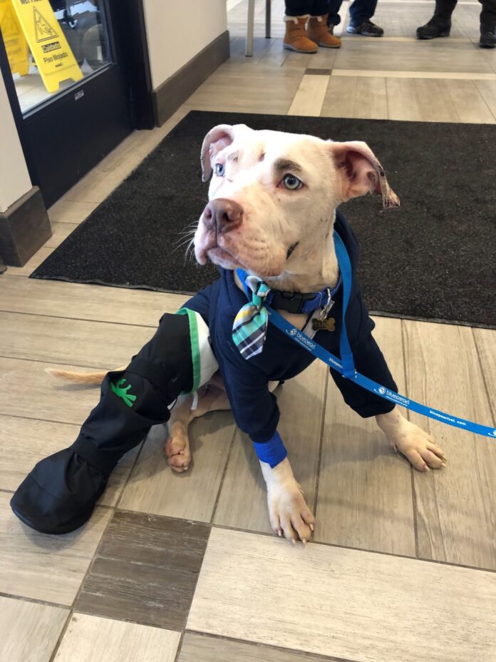 Sweetest pup survived being thrown from speeding truck and the most heartwarming thing happened