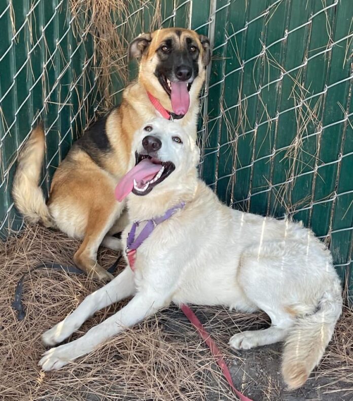 Two bonded dogs slated to lose their lives today for high crimes of being scared and taking up space