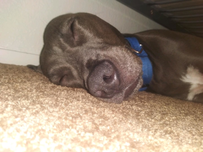 Help find missing dog involved in fatal auto accident in Barstow