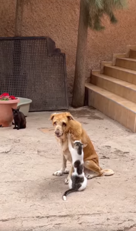 Senior blind dog receives massages from shelter cats who know he needs the extra care