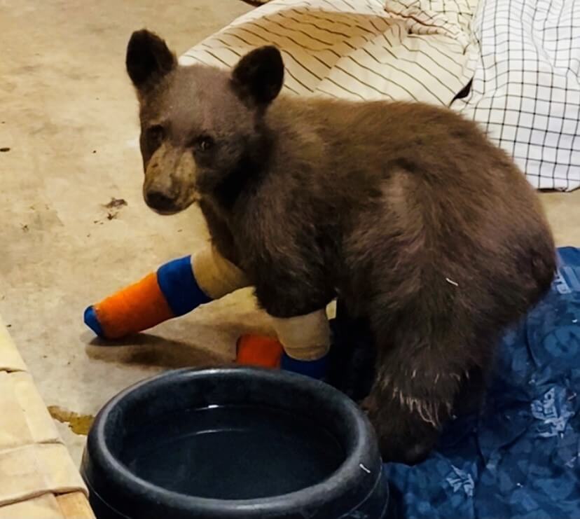 Escaped baby bear severely burned in Tamarack wildfire spotted playing with toy bear in creek