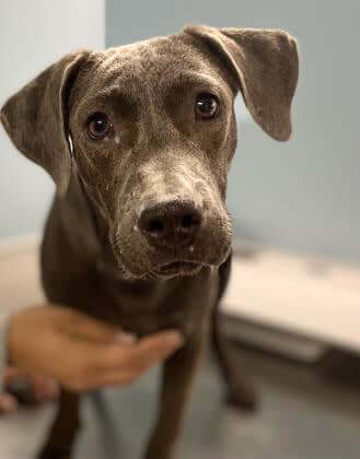 Retriever puppy shot 70 times with pellets and hit by car ready for loving home
