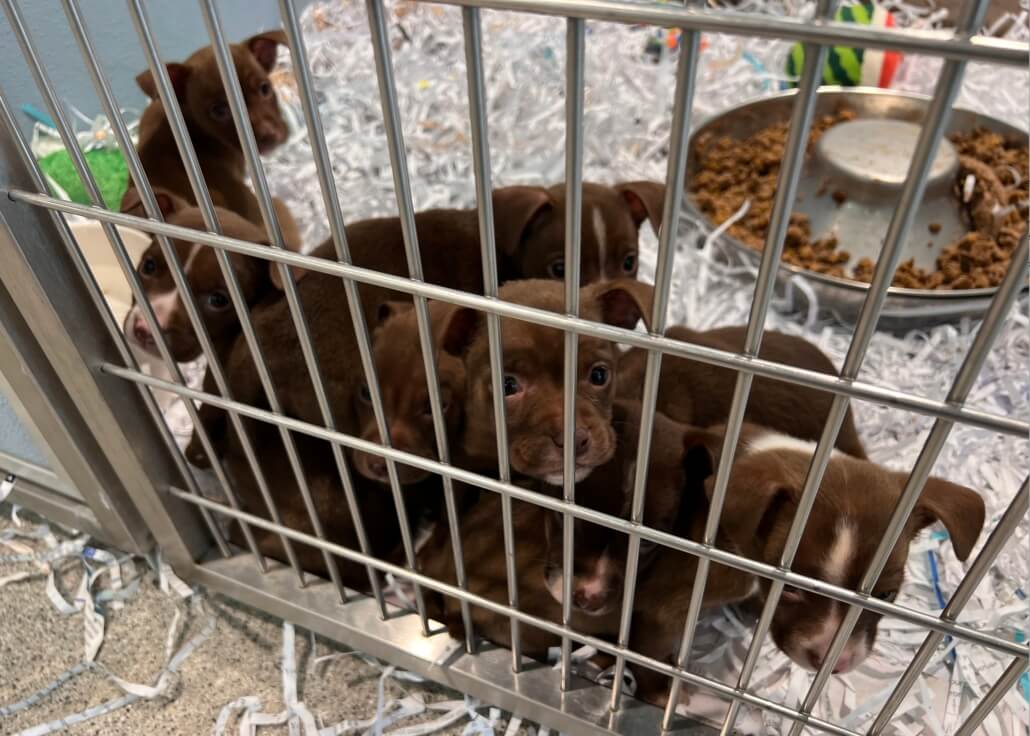 tampa-puppies-4-1030x736-1