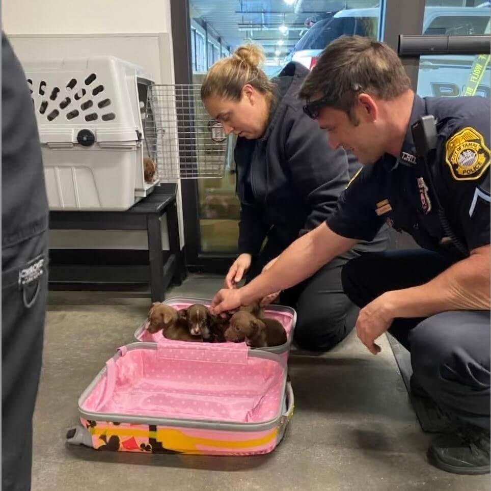 Pink suitcase filled with puppies found outside of vacation rental property