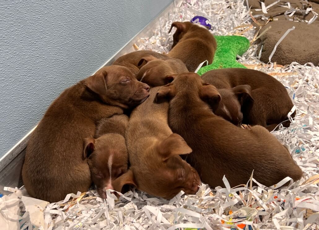 tampa-puppies2-1030x743-1