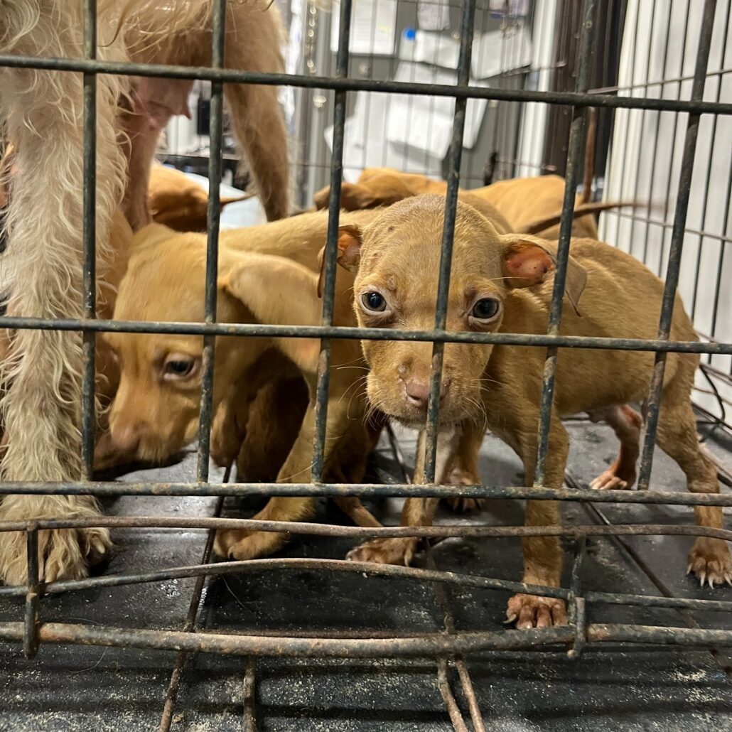 tampa-strays-1-1030x1030-1