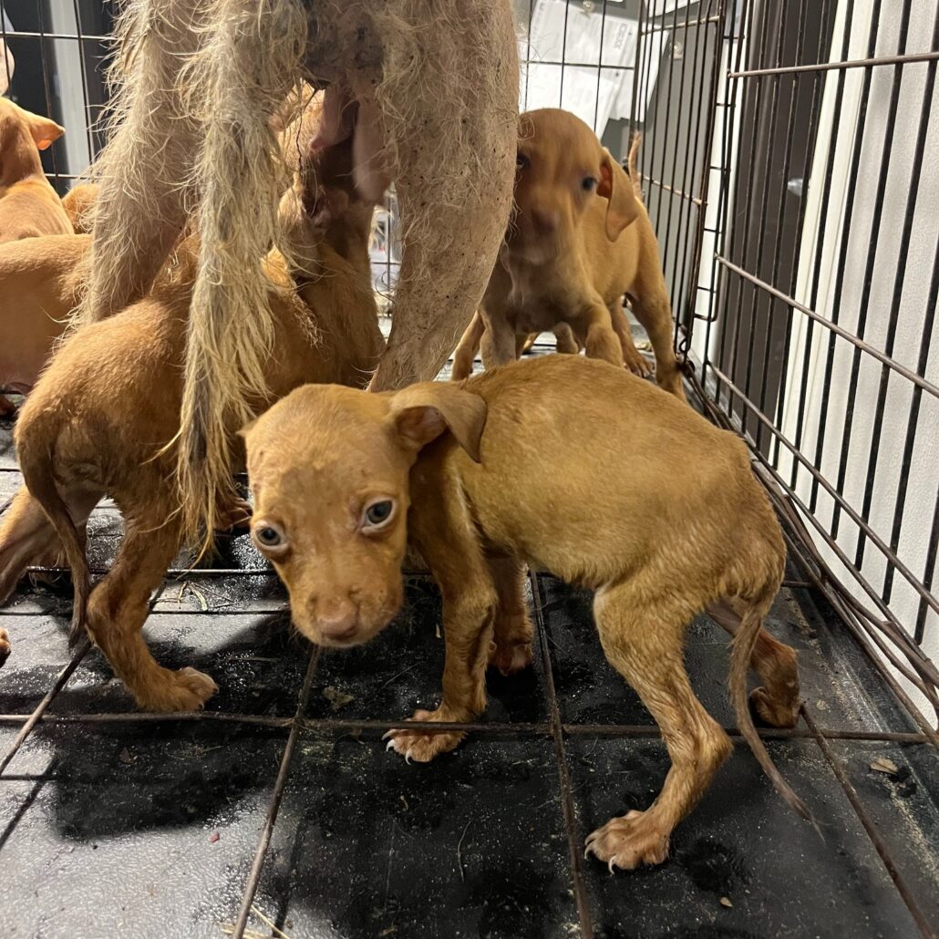 tampa-strays-2-1030x1030-1