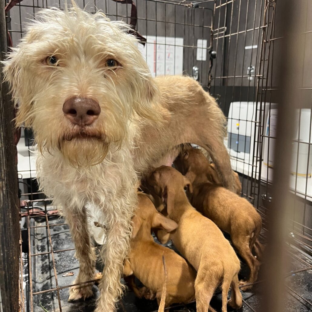 tampa-strays-3-1030x1030-1