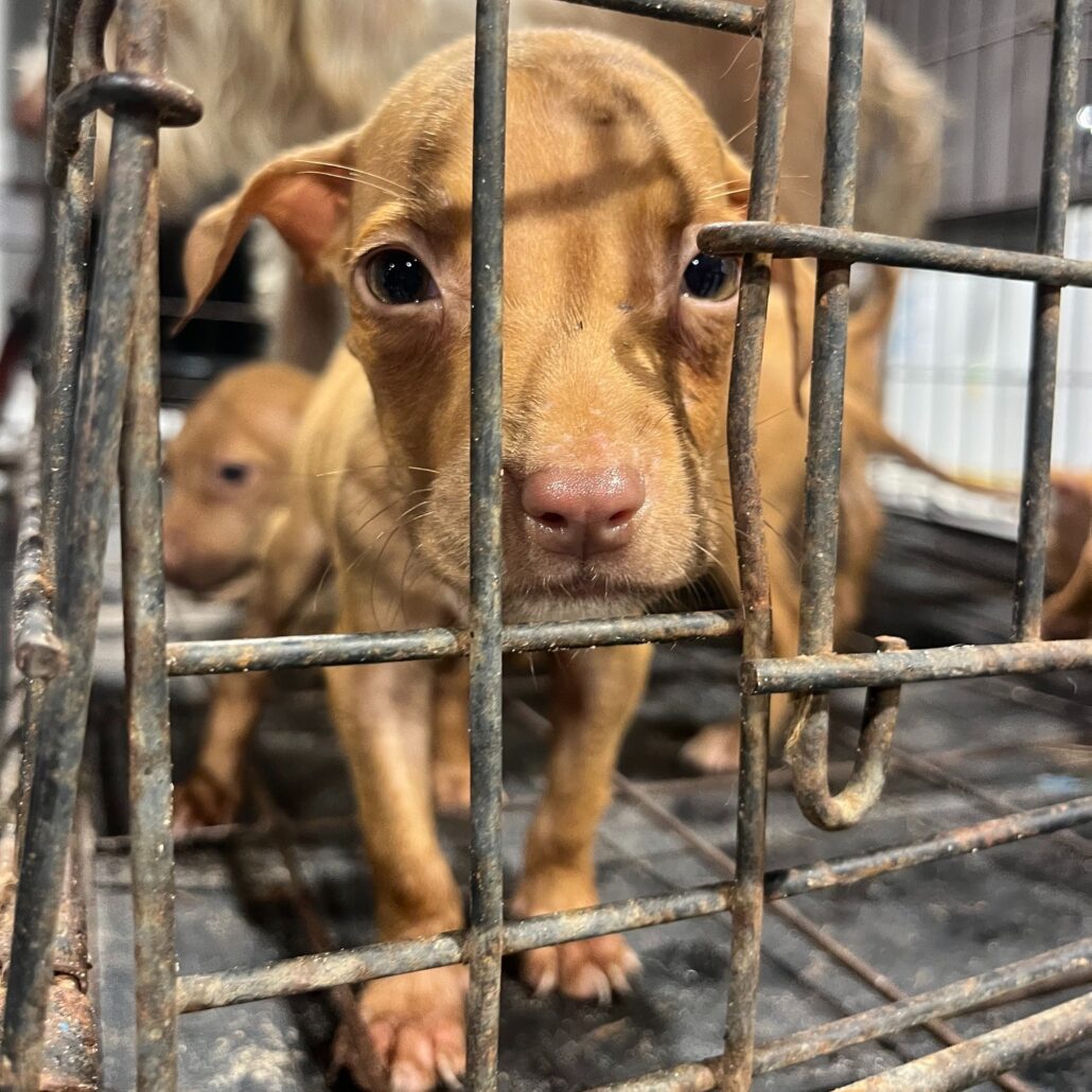 tampa-strays-4-1030x1030-1