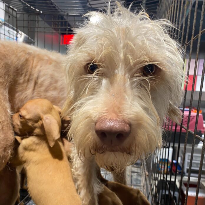 Dog and her 8 starving puppies abandoned for days at construction site rescued