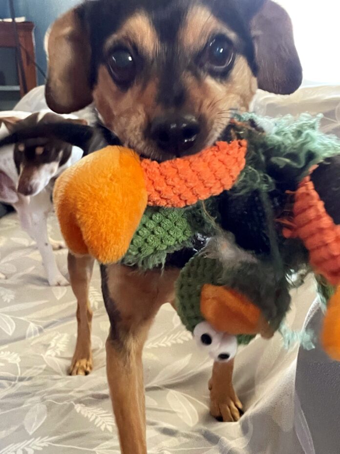 FROM HOSPICE TO HERO: Tiny ‘talkative’ Tango saves the day