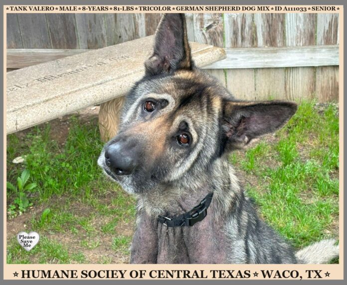 Sweet, sweet old man needs a savior: Texas shelter pleas for help