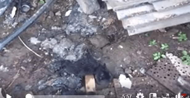 Puppies in hardened tar undergo hours of labor to free them