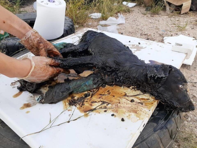 Puppy who fell into a puddle of oil or tar continues to fight for her life