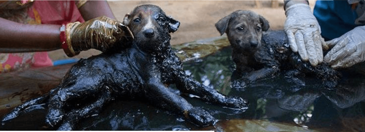 Puppies accidentally stumbled into spilled tar in garbage pile