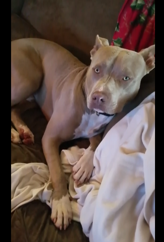 Dog missing from home in Georgia for nearly 6 years found in West Virginia