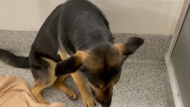 Young shepherd watches people passing by her shelter kennel trying to find her human