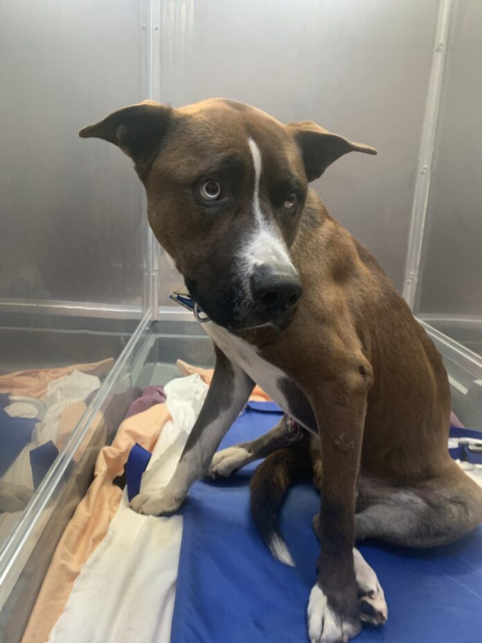 UPDATE: Abandoned in a box with serious injuries Tarzan doesn’t give up