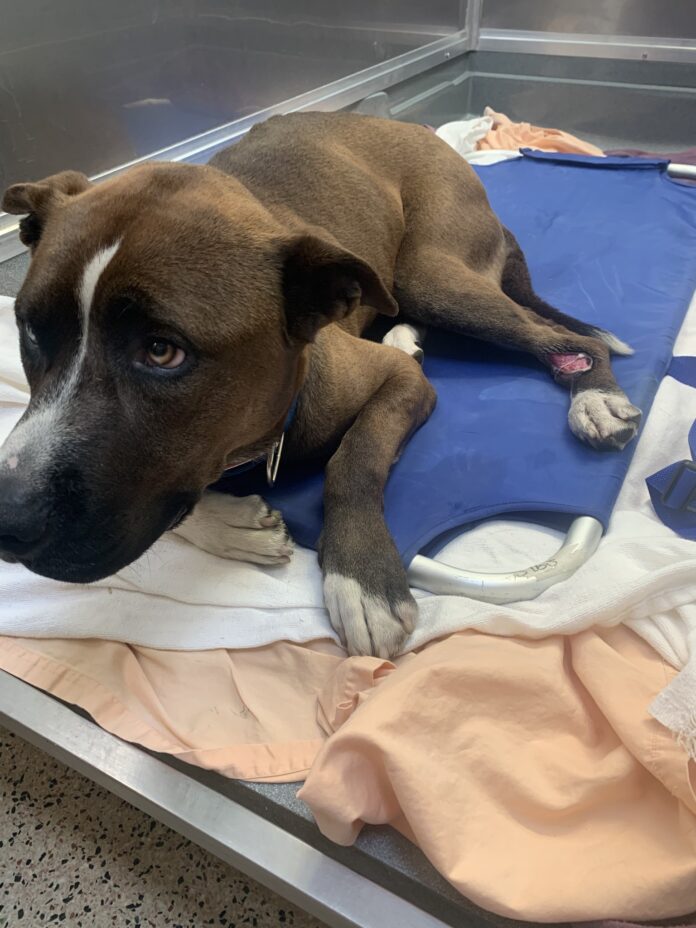 ‘Tarzan’ abandoned in box with serious injuries but a new chapter for him begins