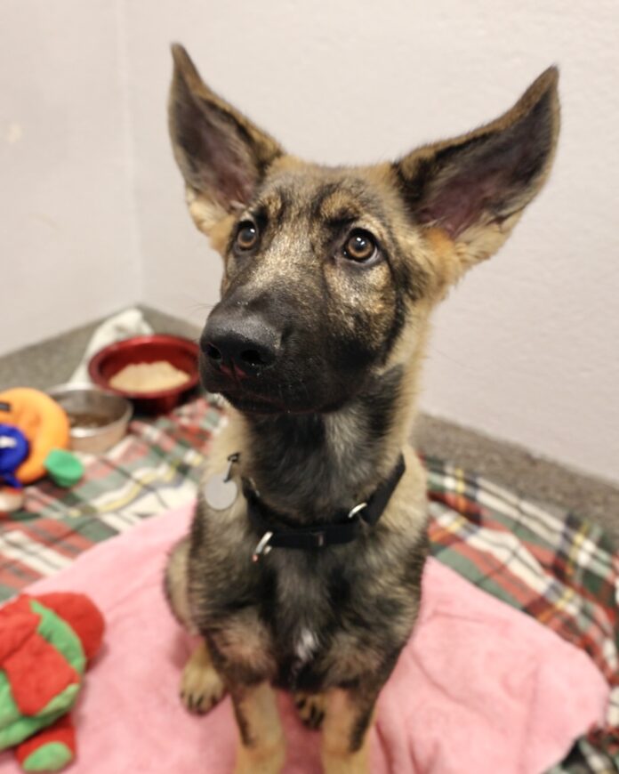 Like her huge ears puppy has magnificent dreams for a home