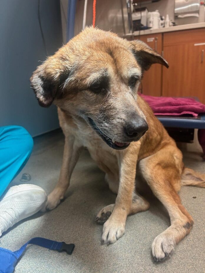 Lonely senior at Miami shelter constantly looking and searching for her family