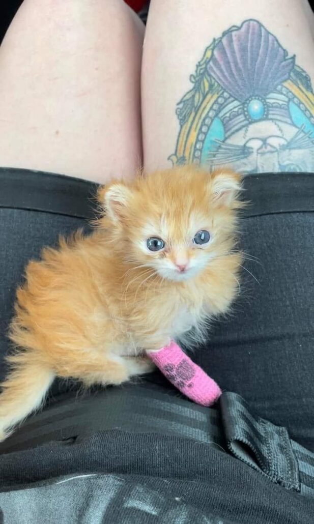 tater-tot-3-617x1030-1