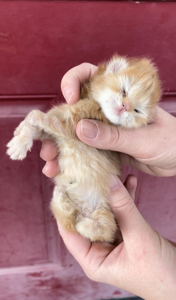 tater-tot-4-605x1030-1-1