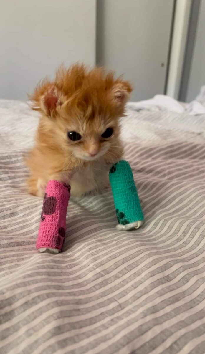 Kitten’s video wearing tiny splints goes viral as ‘people love underdog’