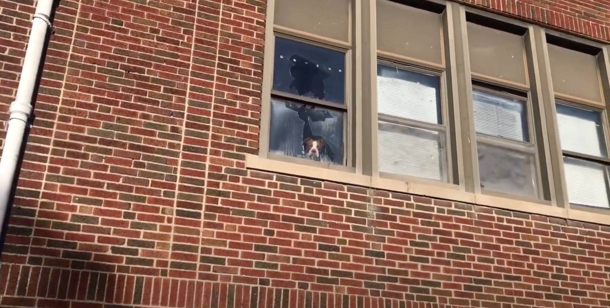 Stray pup trapped inside abandoned school is rescued and now living the perfect life with his new family