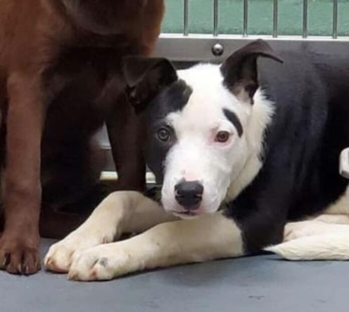 Tebos’ last day alive at Memphis shelter because he is so scared