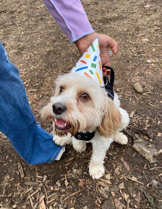 Pup wears a party hat and fakes being happy while his broken heart mourns the only home he just lost