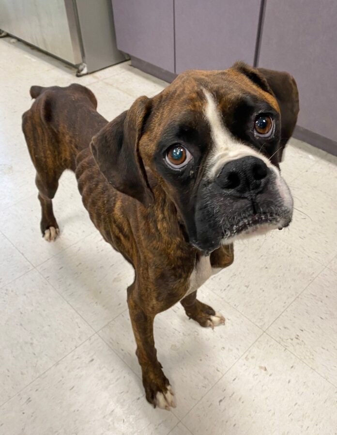 What happened to Teddy? Surrendered pup has long road ahead