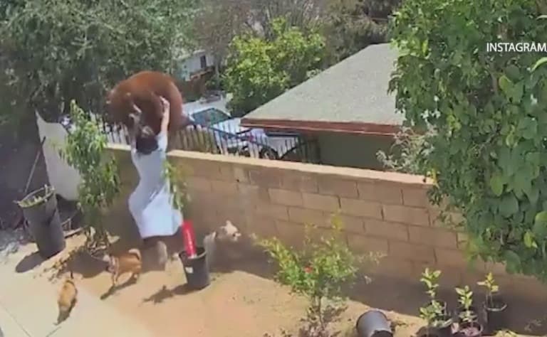 Brave teen pushes bear off fence to protect her dogs