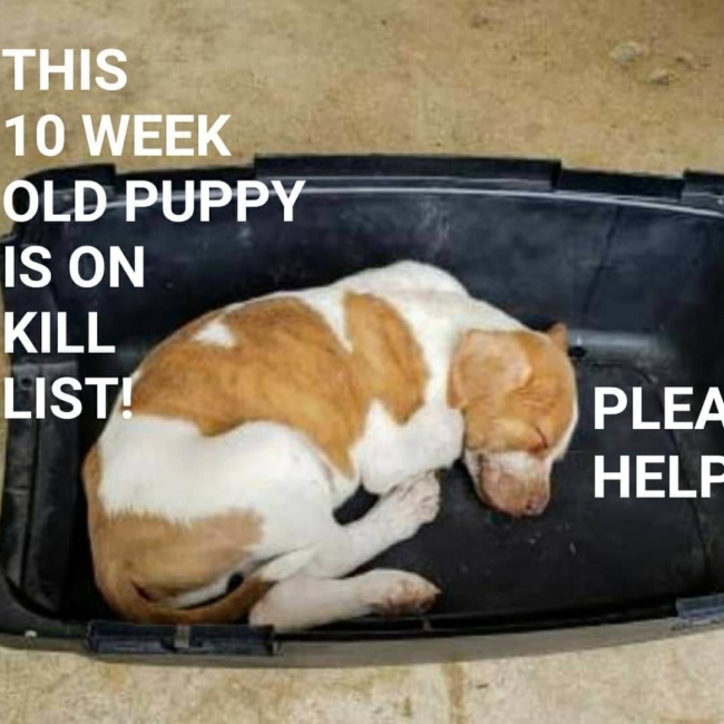 Barely 10-weeks-old and Texas shelter has him on pre-euthanasia list