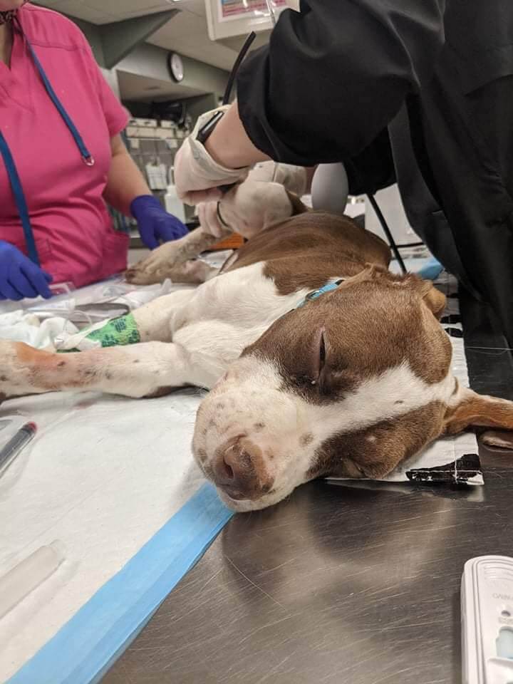 Ten-week-old puppy thrown from moving vehicle in rural Georgia: His story is unbelievable