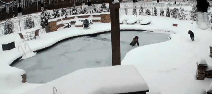 Woman dives into icy waters and pulls dog to safety after he fell into pool