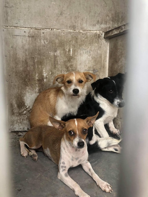 Terrified puppies desperately need foster care intervention