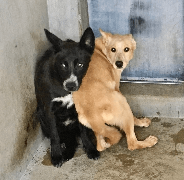 Terrified siblings in isolation section have little chance for adoption