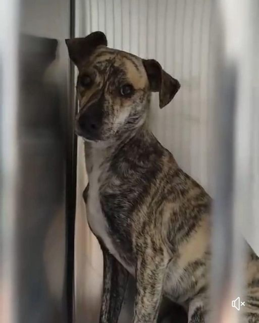 Terrified young pup hides in corner of Miami shelter and trembles all day