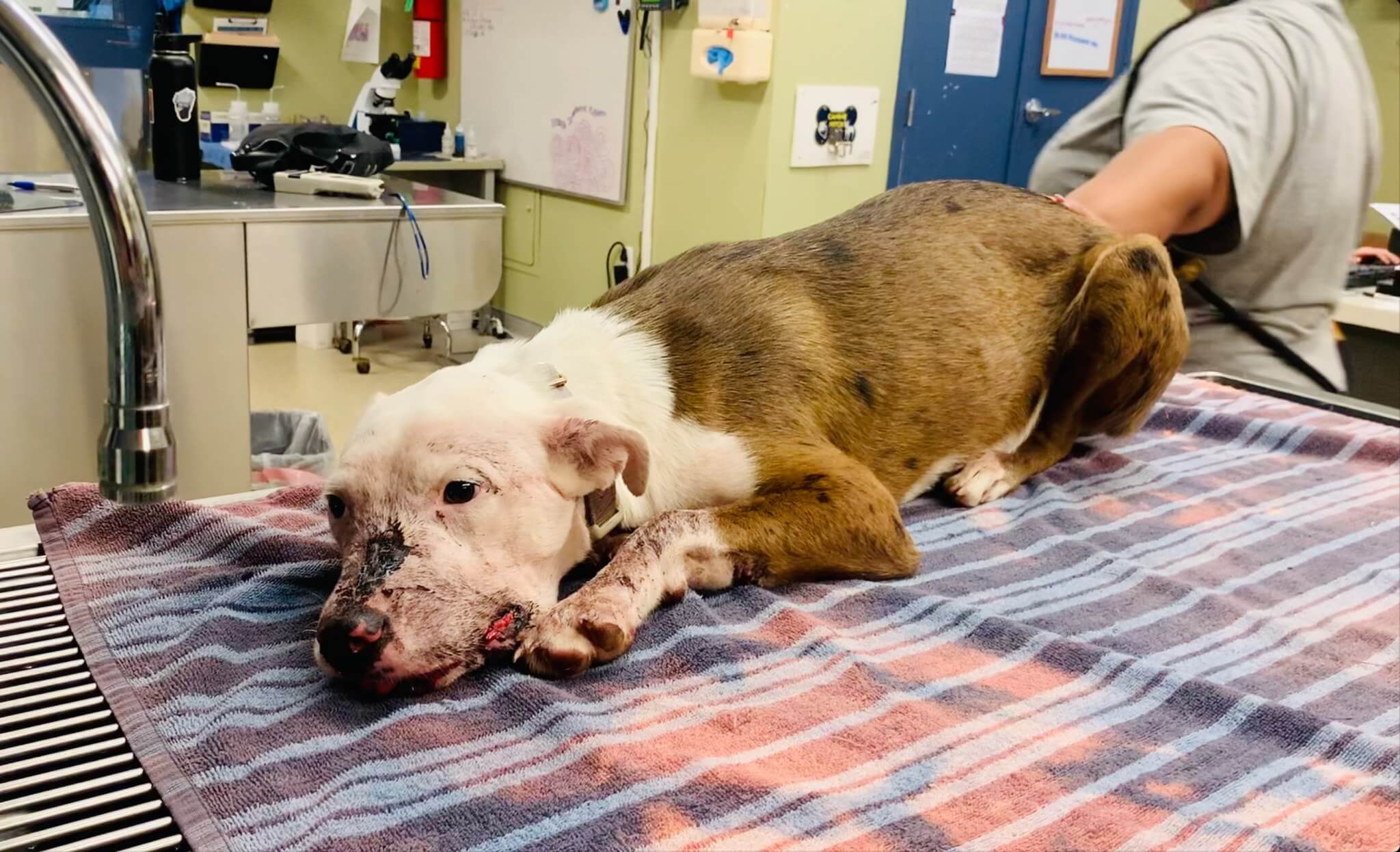 ‘One of the sweetest’ dogs shot in face is now safe and loved