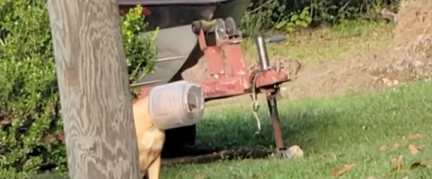 Texas woman successfully rescued stray pup with cat feeder stuck on his head for a month